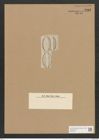 Amphora capensis A. Schm. (de-Toni-Nr.: Genus 36, Species 1539) Zeichnungen Sammlung Grunow Nr. 2962 (NHMW-BOT-W0370321)